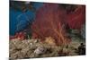 A Large Red Gorgonian Sea Fan and Tiger Cowrie in Waters Off Fiji-Stocktrek Images-Mounted Premium Photographic Print