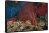 A Large Red Gorgonian Sea Fan and Tiger Cowrie in Waters Off Fiji-Stocktrek Images-Framed Stretched Canvas