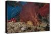 A Large Red Gorgonian Sea Fan and Tiger Cowrie in Waters Off Fiji-Stocktrek Images-Stretched Canvas