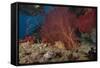 A Large Red Gorgonian Sea Fan and Tiger Cowrie in Waters Off Fiji-Stocktrek Images-Framed Stretched Canvas