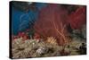 A Large Red Gorgonian Sea Fan and Tiger Cowrie in Waters Off Fiji-Stocktrek Images-Stretched Canvas