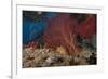 A Large Red Gorgonian Sea Fan and Tiger Cowrie in Waters Off Fiji-Stocktrek Images-Framed Photographic Print