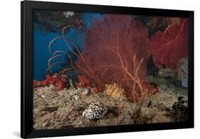 A Large Red Gorgonian Sea Fan and Tiger Cowrie in Waters Off Fiji-Stocktrek Images-Framed Photographic Print