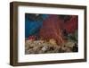 A Large Red Gorgonian Sea Fan and Tiger Cowrie in Waters Off Fiji-Stocktrek Images-Framed Photographic Print