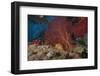 A Large Red Gorgonian Sea Fan and Tiger Cowrie in Waters Off Fiji-Stocktrek Images-Framed Photographic Print