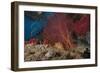 A Large Red Gorgonian Sea Fan and Tiger Cowrie in Waters Off Fiji-Stocktrek Images-Framed Photographic Print