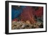 A Large Red Gorgonian Sea Fan and Tiger Cowrie in Waters Off Fiji-Stocktrek Images-Framed Photographic Print