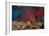 A Large Red Gorgonian Sea Fan and Tiger Cowrie in Waters Off Fiji-Stocktrek Images-Framed Photographic Print