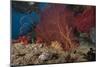 A Large Red Gorgonian Sea Fan and Tiger Cowrie in Waters Off Fiji-Stocktrek Images-Mounted Photographic Print