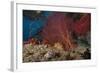 A Large Red Gorgonian Sea Fan and Tiger Cowrie in Waters Off Fiji-Stocktrek Images-Framed Photographic Print