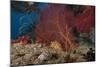 A Large Red Gorgonian Sea Fan and Tiger Cowrie in Waters Off Fiji-Stocktrek Images-Mounted Photographic Print