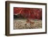 A Large Red Gorgonian Sea Fan and Tiger Cowrie in Waters Off Fiji-Stocktrek Images-Framed Photographic Print