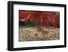 A Large Red Gorgonian Sea Fan and Tiger Cowrie in Waters Off Fiji-Stocktrek Images-Framed Photographic Print