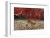 A Large Red Gorgonian Sea Fan and Tiger Cowrie in Waters Off Fiji-Stocktrek Images-Framed Photographic Print