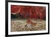 A Large Red Gorgonian Sea Fan and Tiger Cowrie in Waters Off Fiji-Stocktrek Images-Framed Photographic Print