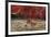 A Large Red Gorgonian Sea Fan and Tiger Cowrie in Waters Off Fiji-Stocktrek Images-Framed Photographic Print