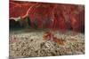 A Large Red Gorgonian Sea Fan and Tiger Cowrie in Waters Off Fiji-Stocktrek Images-Mounted Photographic Print