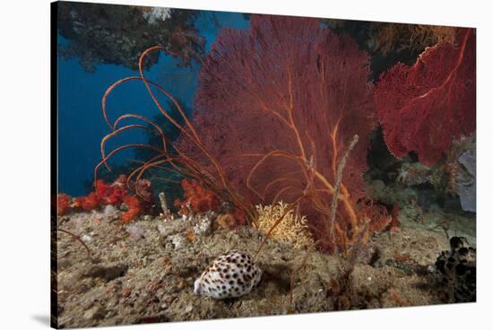 A Large Red Gorgonian Sea Fan and Tiger Cowrie in Waters Off Fiji-Stocktrek Images-Stretched Canvas