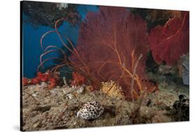 A Large Red Gorgonian Sea Fan and Tiger Cowrie in Waters Off Fiji-Stocktrek Images-Stretched Canvas