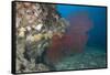 A Large Red Gorgonian Sea Fan, Beqa Lagoon, Fiji-Stocktrek Images-Framed Stretched Canvas