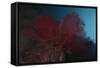 A Large Red Gorgonian Sea Fan, Beqa Lagoon, Fiji-Stocktrek Images-Framed Stretched Canvas