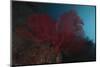 A Large Red Gorgonian Sea Fan, Beqa Lagoon, Fiji-Stocktrek Images-Mounted Photographic Print