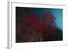 A Large Red Gorgonian Sea Fan, Beqa Lagoon, Fiji-Stocktrek Images-Framed Photographic Print