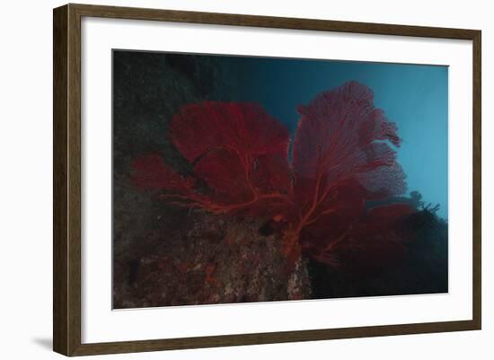 A Large Red Gorgonian Sea Fan, Beqa Lagoon, Fiji-Stocktrek Images-Framed Photographic Print