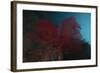 A Large Red Gorgonian Sea Fan, Beqa Lagoon, Fiji-Stocktrek Images-Framed Photographic Print