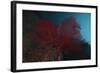 A Large Red Gorgonian Sea Fan, Beqa Lagoon, Fiji-Stocktrek Images-Framed Photographic Print