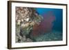 A Large Red Gorgonian Sea Fan, Beqa Lagoon, Fiji-Stocktrek Images-Framed Photographic Print