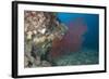 A Large Red Gorgonian Sea Fan, Beqa Lagoon, Fiji-Stocktrek Images-Framed Photographic Print