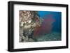 A Large Red Gorgonian Sea Fan, Beqa Lagoon, Fiji-Stocktrek Images-Framed Photographic Print