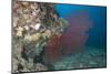 A Large Red Gorgonian Sea Fan, Beqa Lagoon, Fiji-Stocktrek Images-Mounted Photographic Print