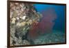 A Large Red Gorgonian Sea Fan, Beqa Lagoon, Fiji-Stocktrek Images-Framed Photographic Print