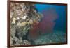 A Large Red Gorgonian Sea Fan, Beqa Lagoon, Fiji-Stocktrek Images-Framed Photographic Print