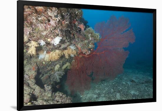 A Large Red Gorgonian Sea Fan, Beqa Lagoon, Fiji-Stocktrek Images-Framed Photographic Print