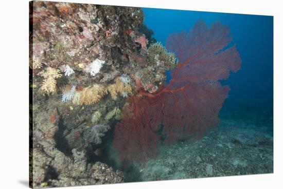 A Large Red Gorgonian Sea Fan, Beqa Lagoon, Fiji-Stocktrek Images-Stretched Canvas