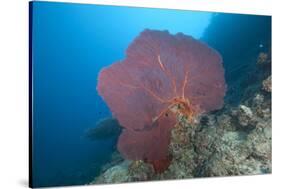 A Large Red Gorgonian Sea Fan, Beqa Lagoon, Fiji-Stocktrek Images-Stretched Canvas