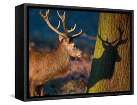 A Large Red Stag Creates a Shadow on a Nearby Tree-Alex Saberi-Framed Stretched Canvas