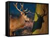 A Large Red Stag Creates a Shadow on a Nearby Tree-Alex Saberi-Framed Stretched Canvas