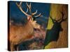 A Large Red Stag Creates a Shadow on a Nearby Tree-Alex Saberi-Stretched Canvas