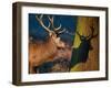 A Large Red Stag Creates a Shadow on a Nearby Tree-Alex Saberi-Framed Photographic Print