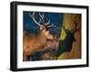 A Large Red Stag Creates a Shadow on a Nearby Tree-Alex Saberi-Framed Photographic Print