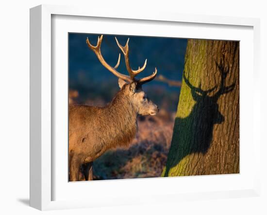 A Large Red Stag Creates a Shadow on a Nearby Tree-Alex Saberi-Framed Photographic Print