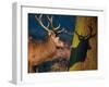 A Large Red Stag Creates a Shadow on a Nearby Tree-Alex Saberi-Framed Photographic Print