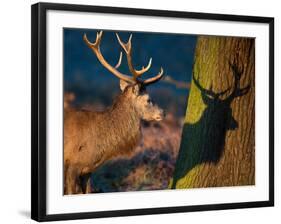 A Large Red Stag Creates a Shadow on a Nearby Tree-Alex Saberi-Framed Photographic Print