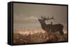 A Large Red Stag with a Jackdaw in the Early Morning Mists of Richmond Park-Alex Saberi-Framed Stretched Canvas