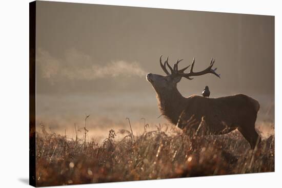 A Large Red Stag with a Jackdaw in the Early Morning Mists of Richmond Park-Alex Saberi-Stretched Canvas