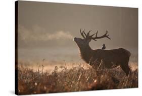 A Large Red Stag with a Jackdaw in the Early Morning Mists of Richmond Park-Alex Saberi-Stretched Canvas